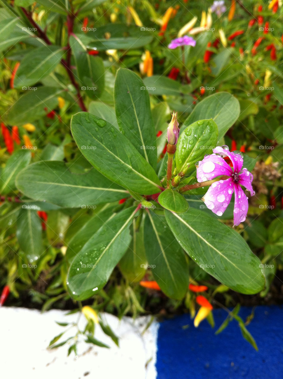 iran green flower purple by nader_esk