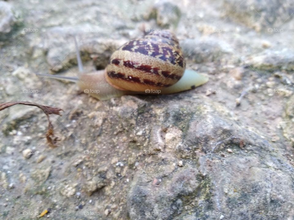 Snail