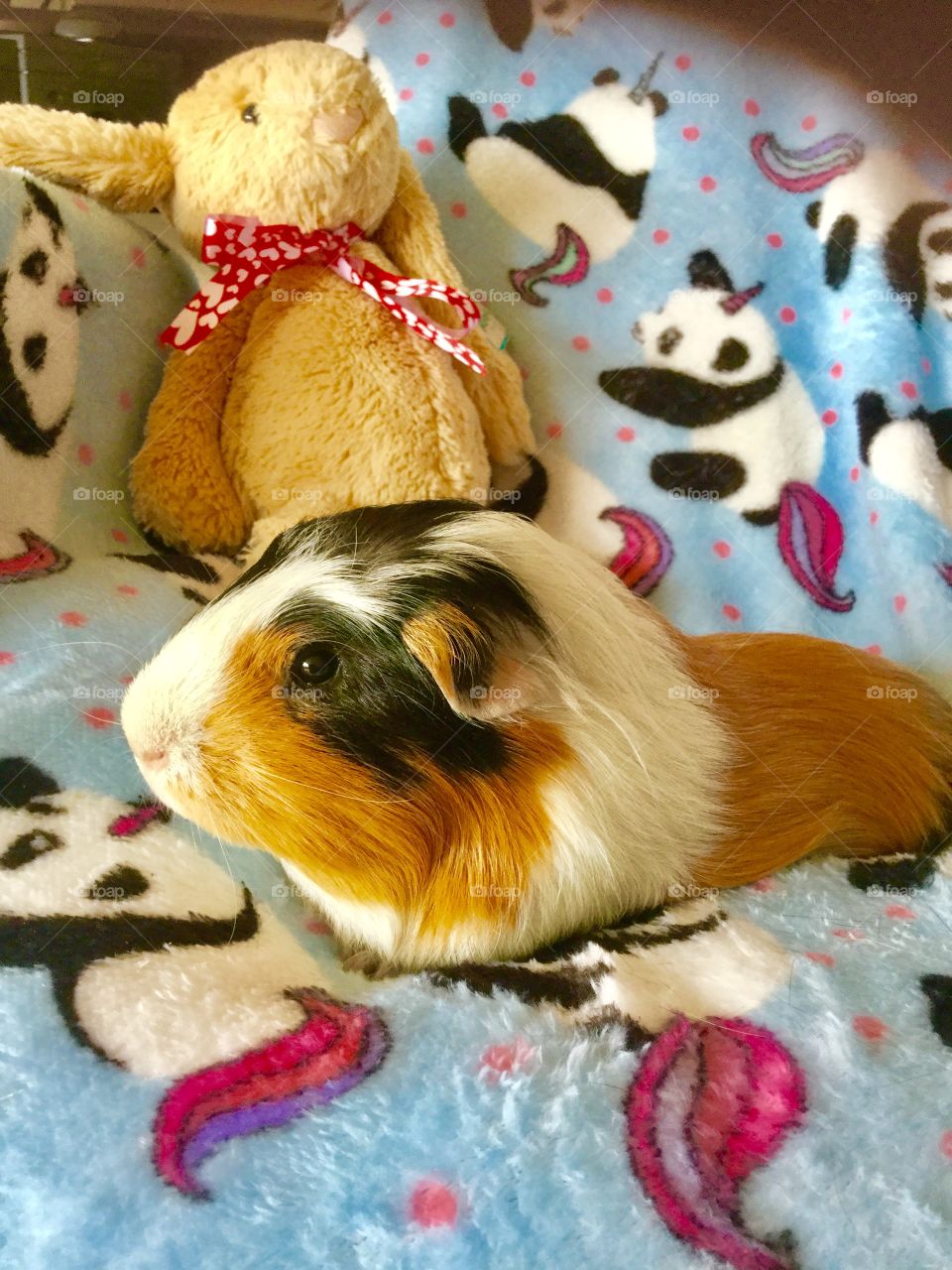 Relaxing Guinea pig 