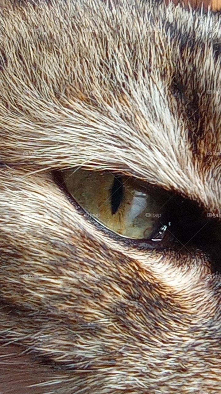 cat's eye - ojo de gato