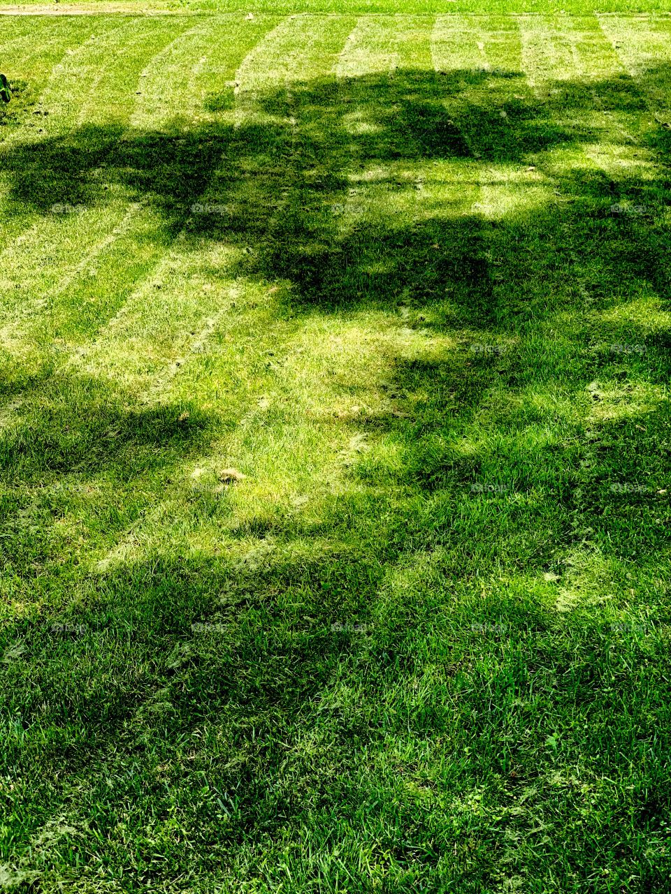 shadows of leaves over a freshly mown law 