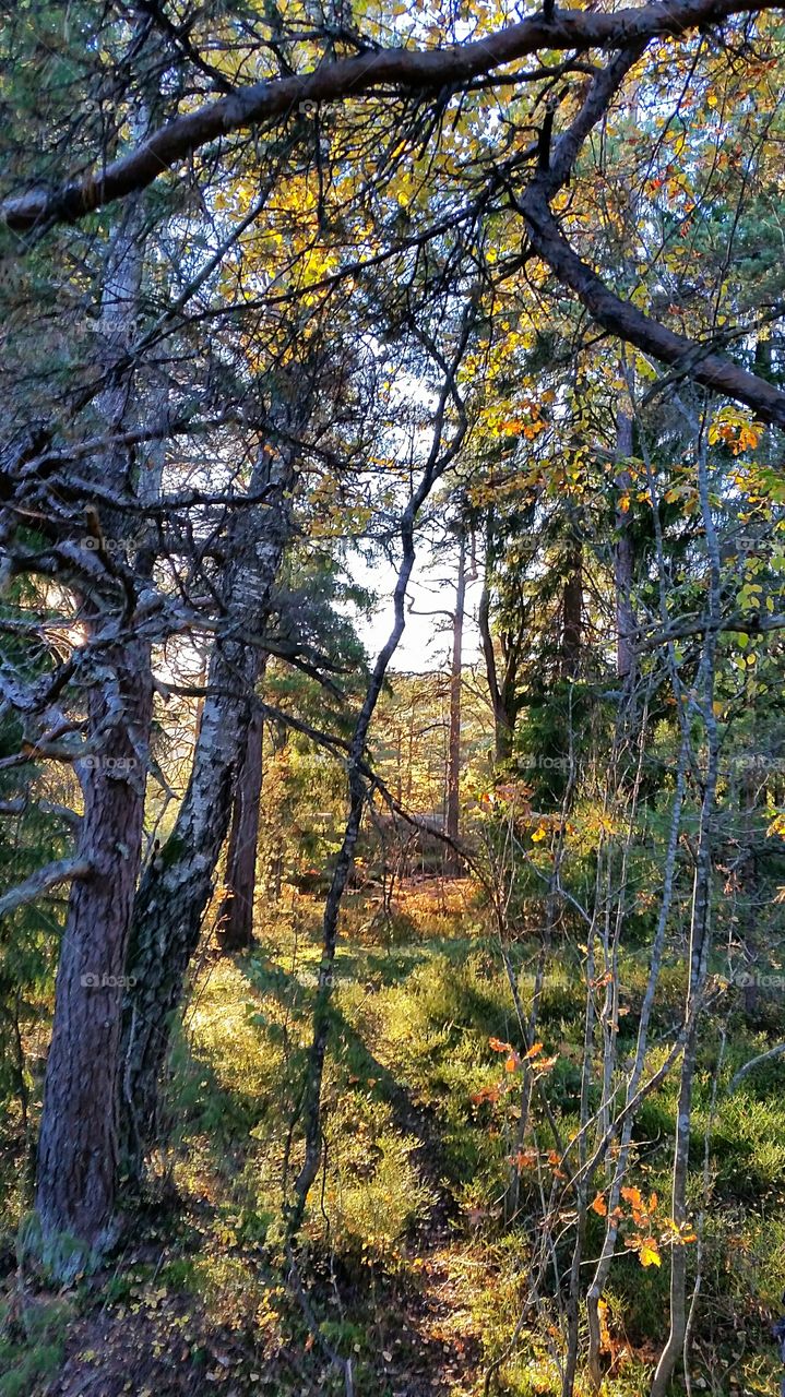 Magical forest in my hometown Svelvik, Norway