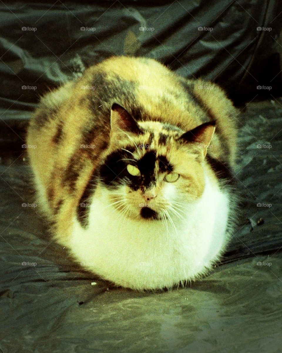 Calico Cat