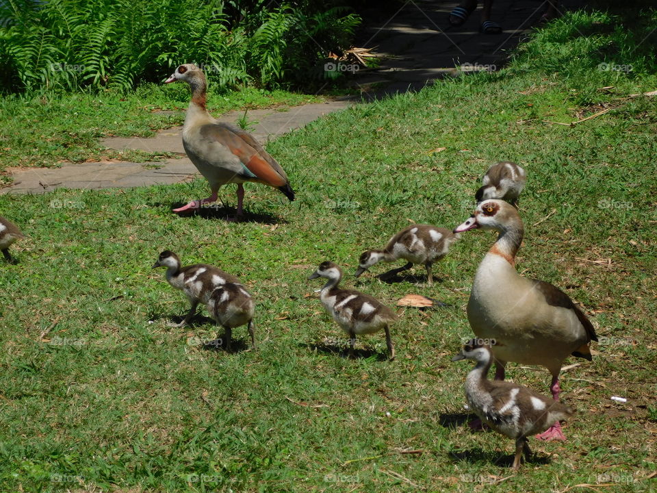 Egyptian Geese and there cute little bundles of fluff waddling around the gardens.
Urban Japanese Gardens 
South Africa 