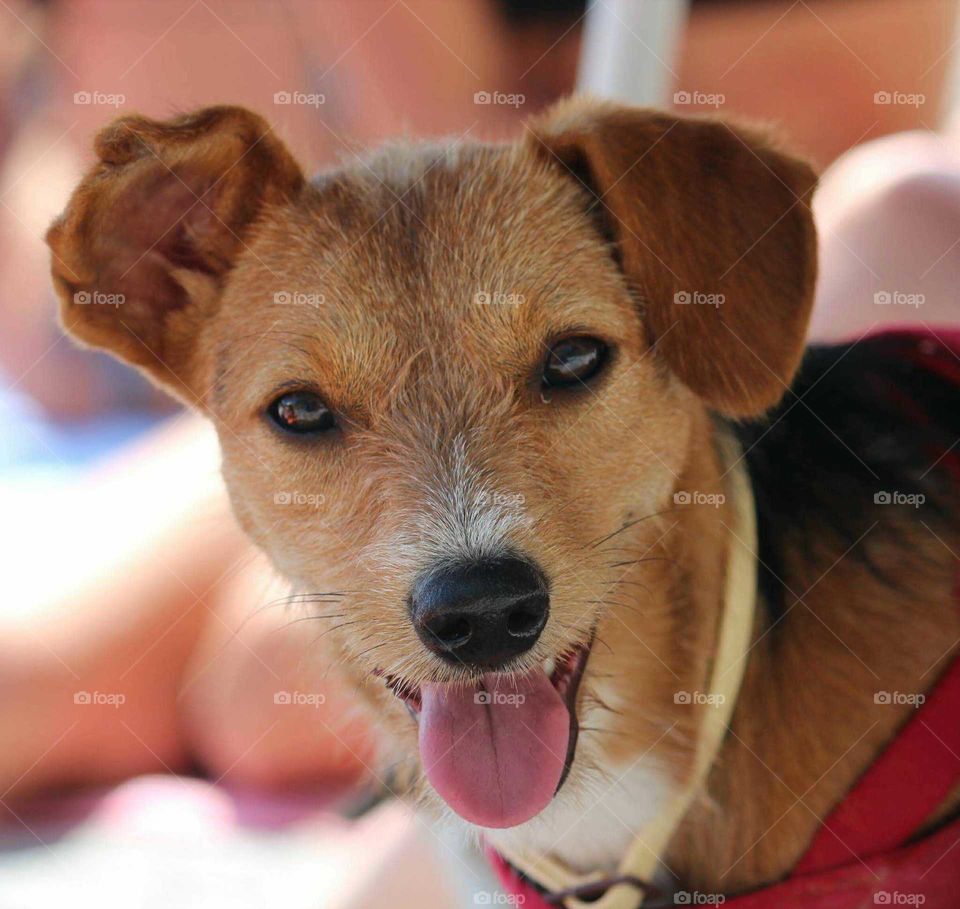 Portrait of dog with sticking out tongue