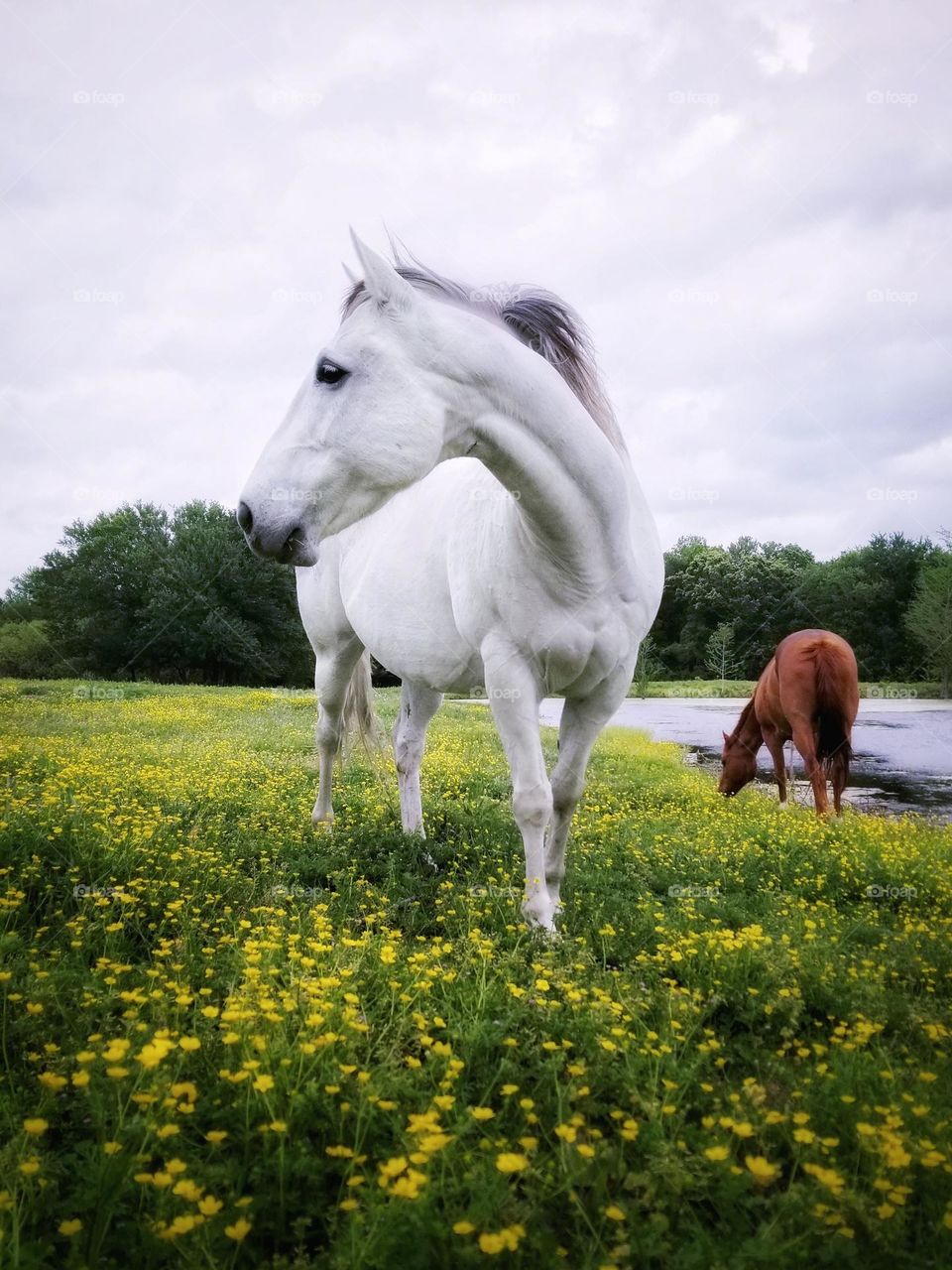 Horses in Spring