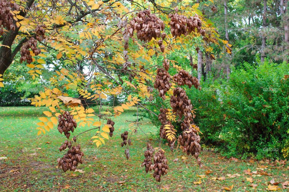 Close up of beautiful golden rain tree. Autumn landscape