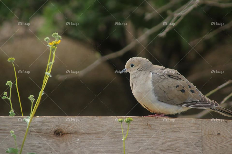 Mourning Dove on a Fence