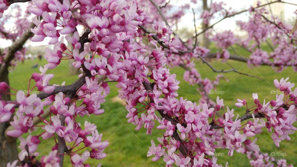 DC Cherry Blossoms,