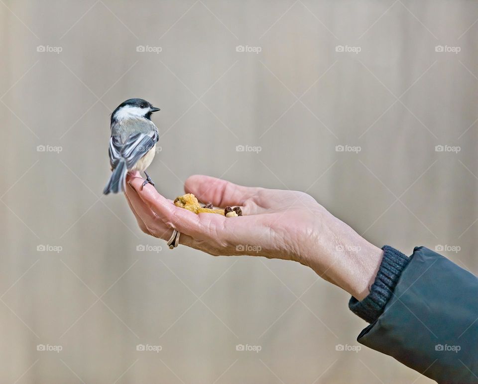Chickadee bird perched on open hand filled with bird seed during a walk in an urban park outside of Montreal, near Brossard Quebec Canada