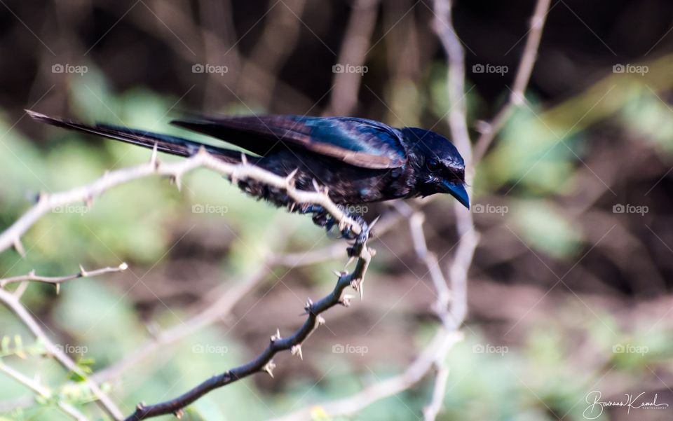 Ashy Drongo, Chennai, India.