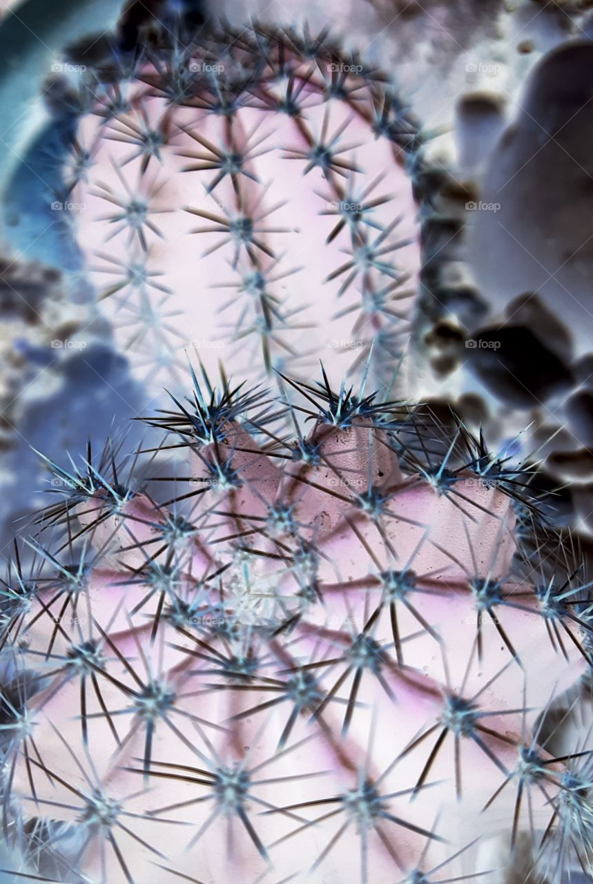 cacti negative