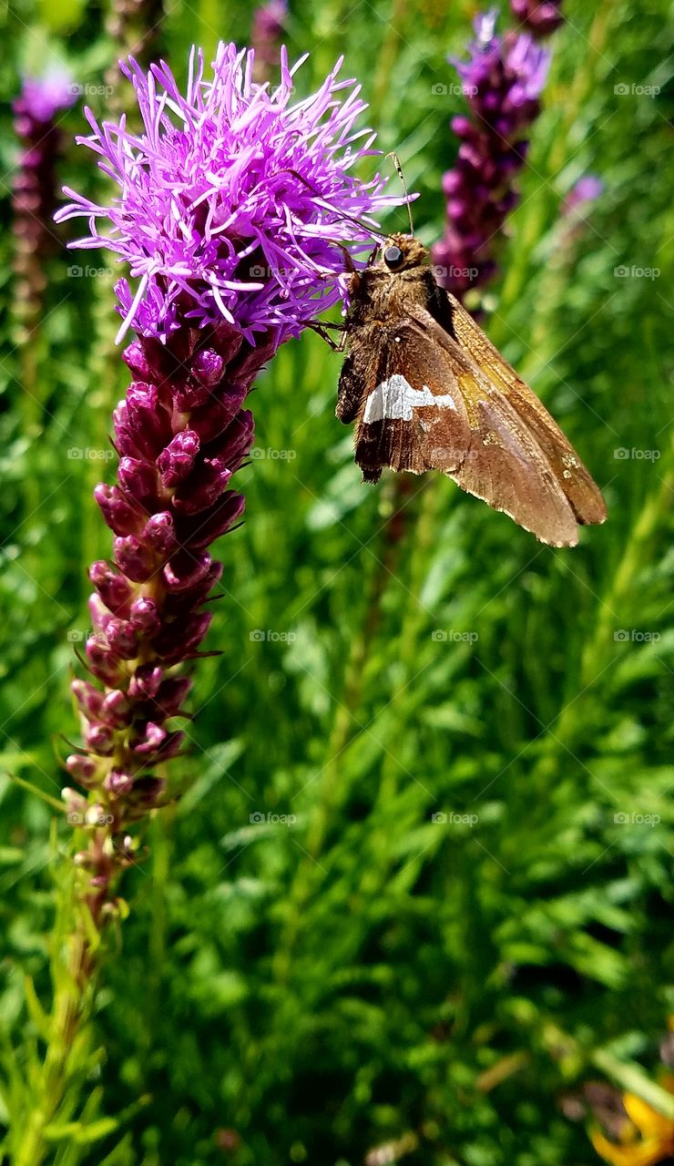 Flower and moth
