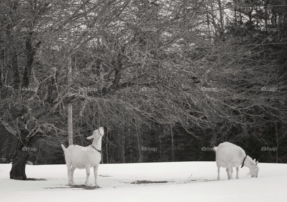 Goats out grazing through the snow and enjoying the branches of an apple tree.