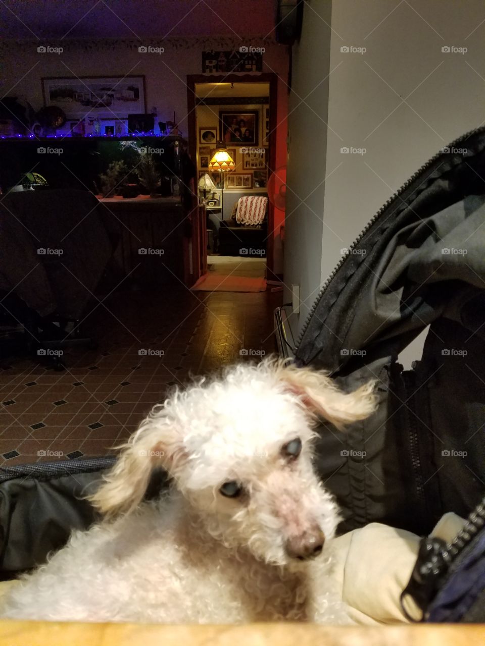 Poodle in carriage looking over chopping block.