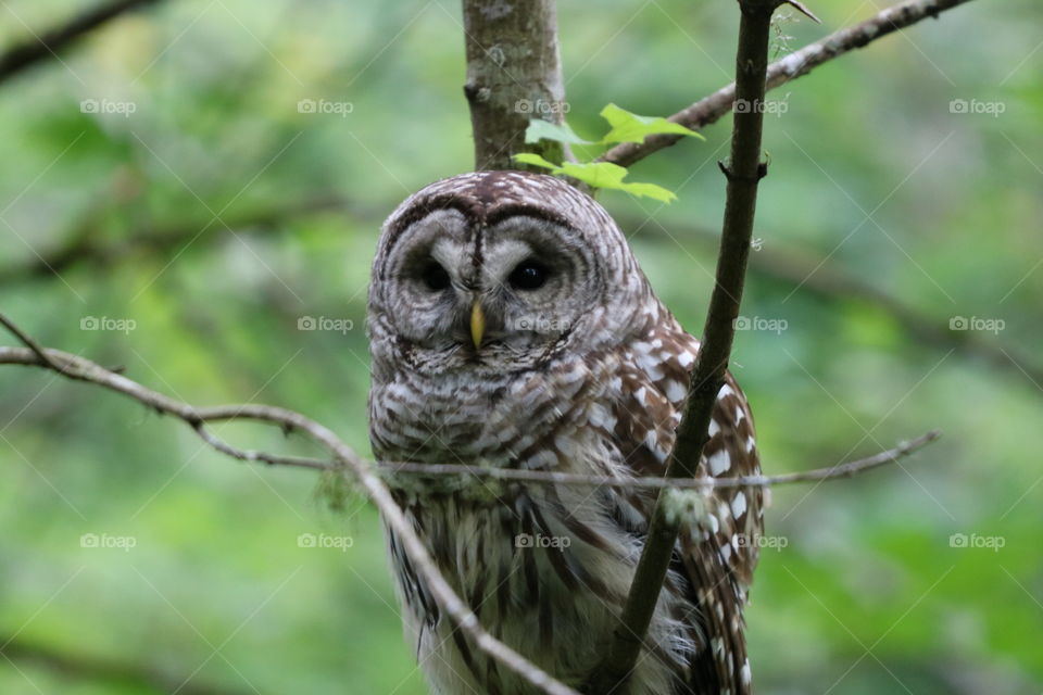 Portrait of an owl , closeup 