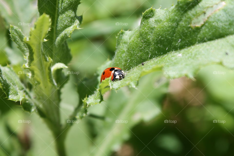 Ladybug in italy nature