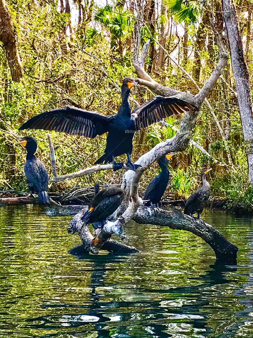Birds, Anhingas, drying their wings and feathers while resting on fallen limbs in river 