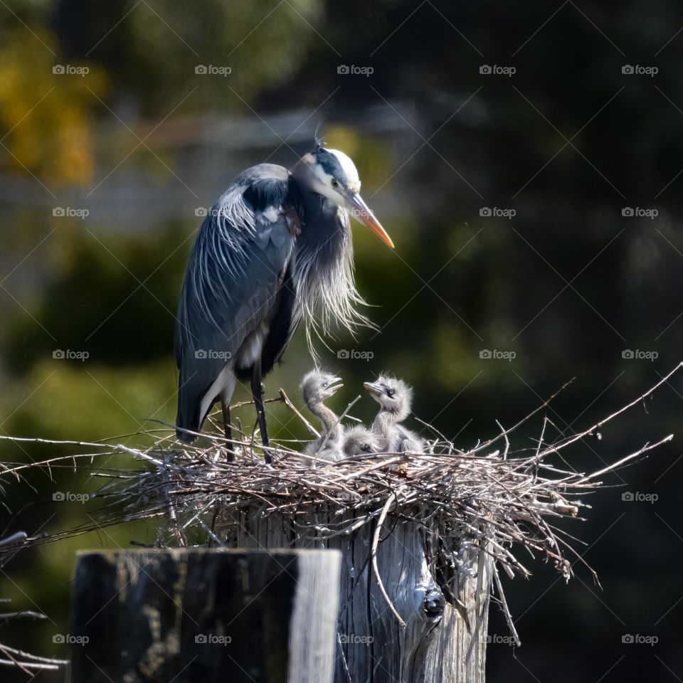 Mama Great Blue Heron with chicks 