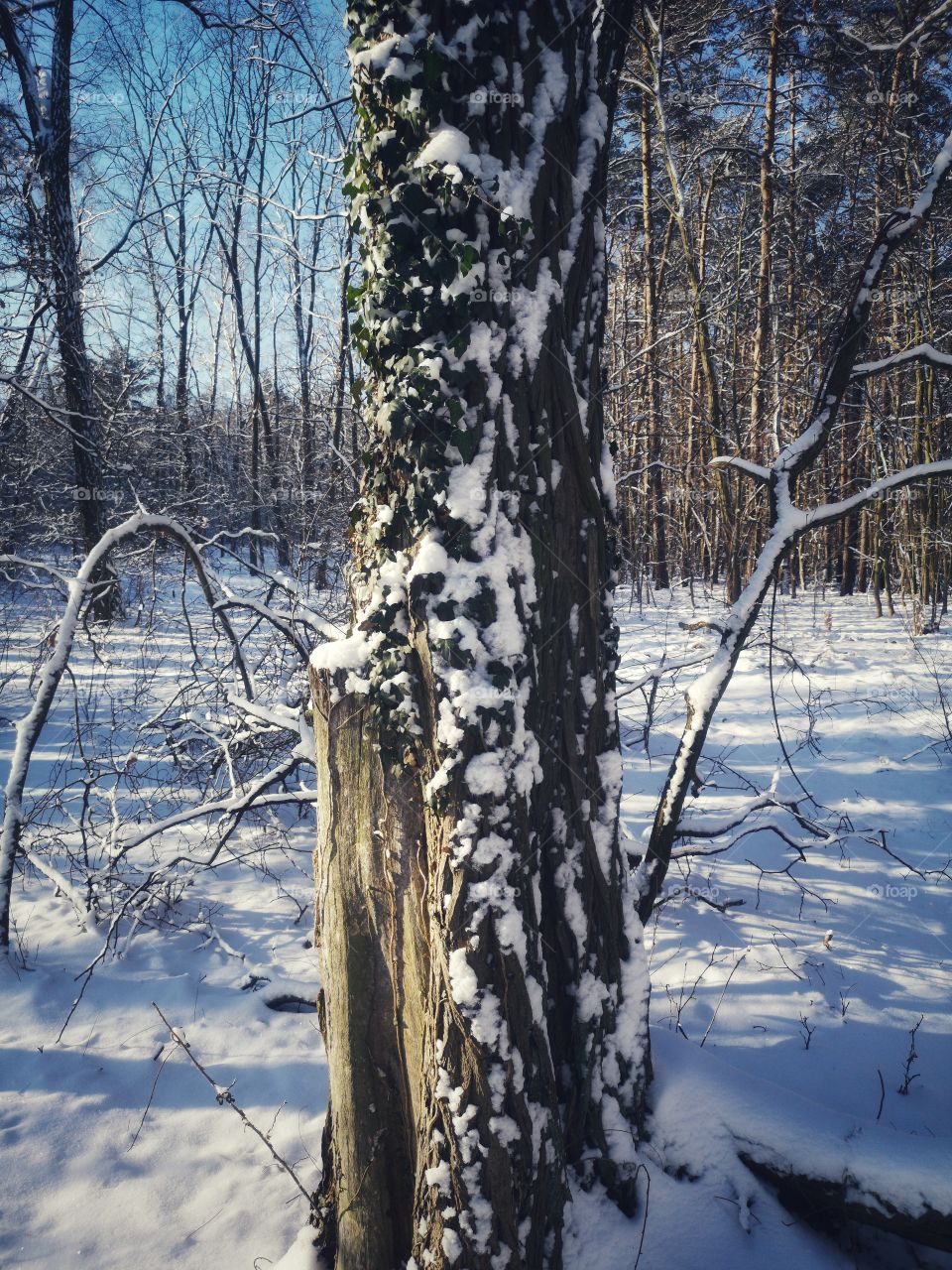 Sunny day in winter forest