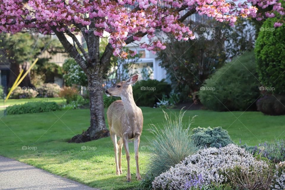 Deer on the street 