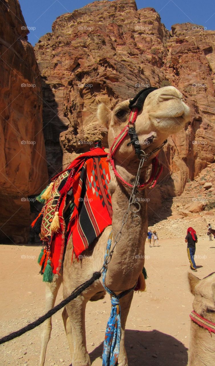 Camel at Petra 