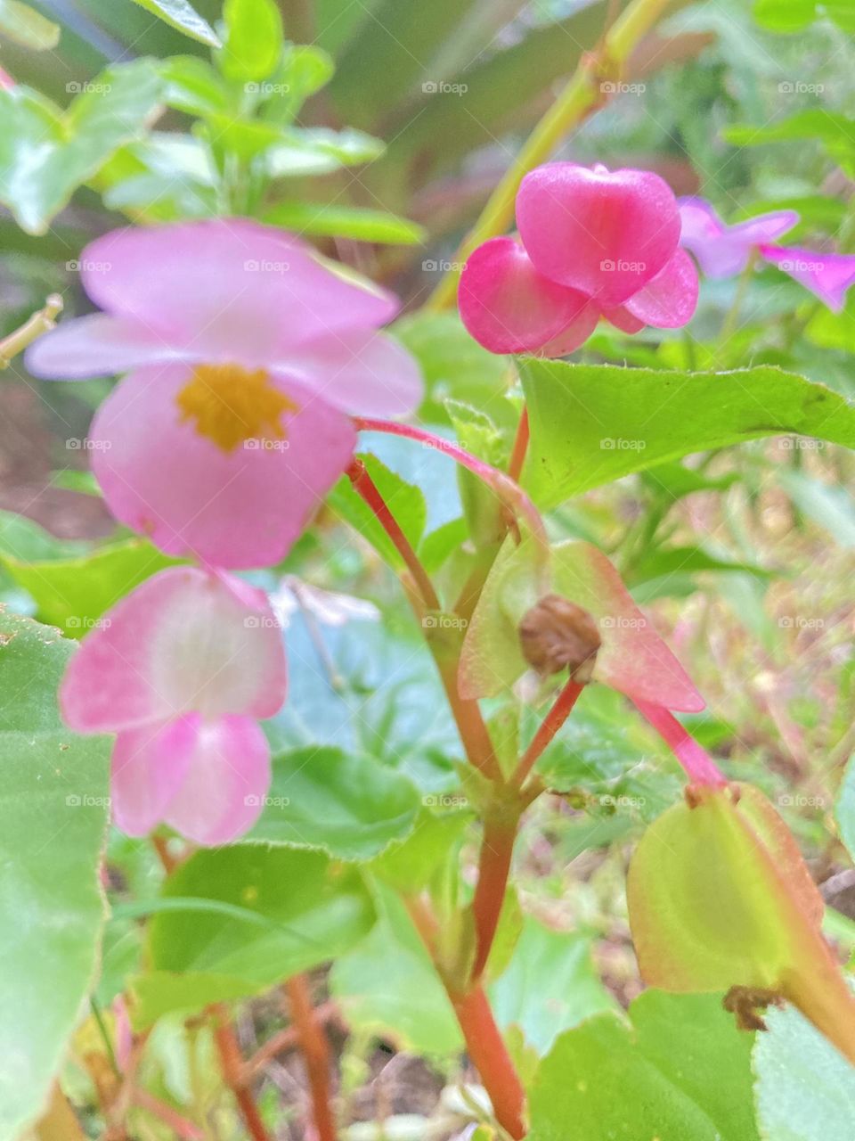 Flores do brejo cruzadas com flores domésticas ornamentais. Experimento com flores.
