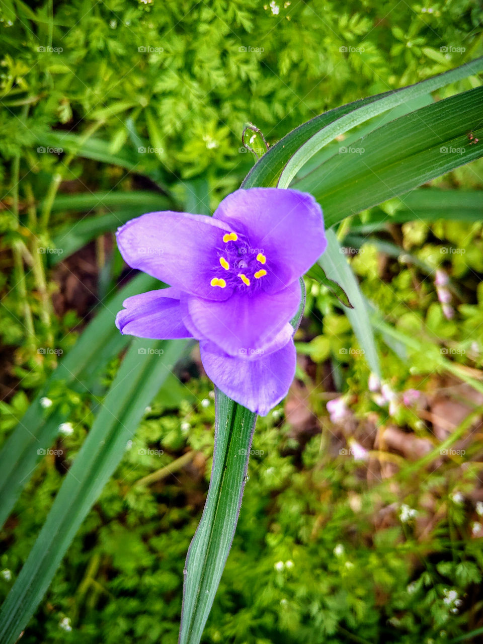 spiderwort