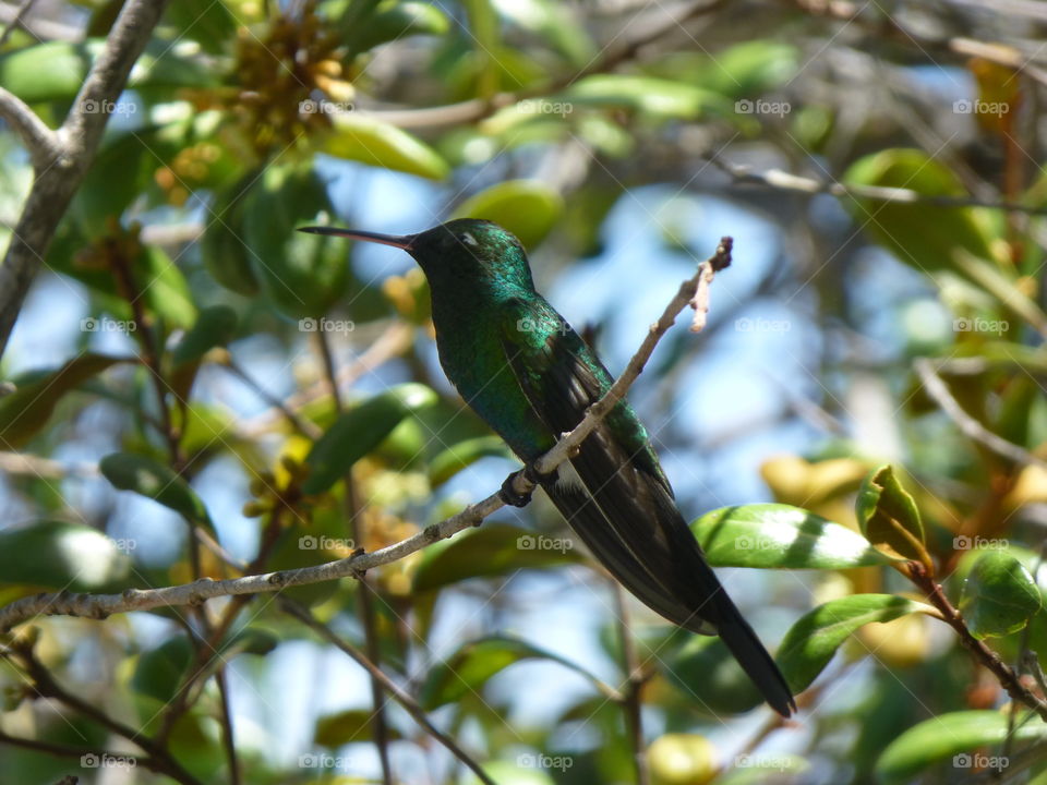Colibrí 