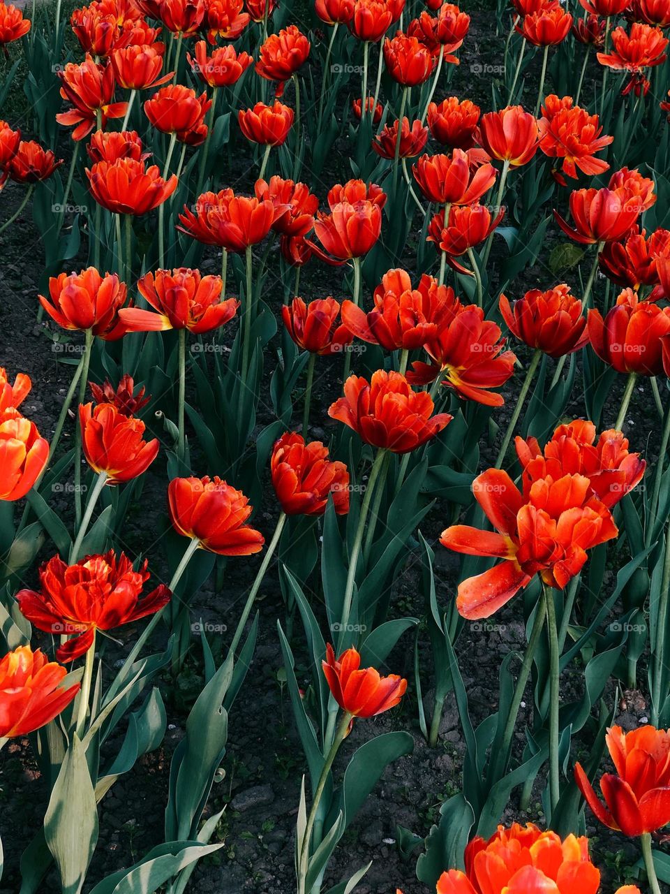 Beautiful red tulips 