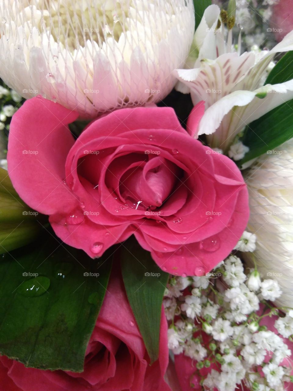 pink rose with rain drop