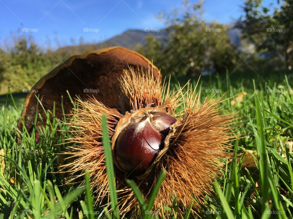 composition of chestnuts in a meadow