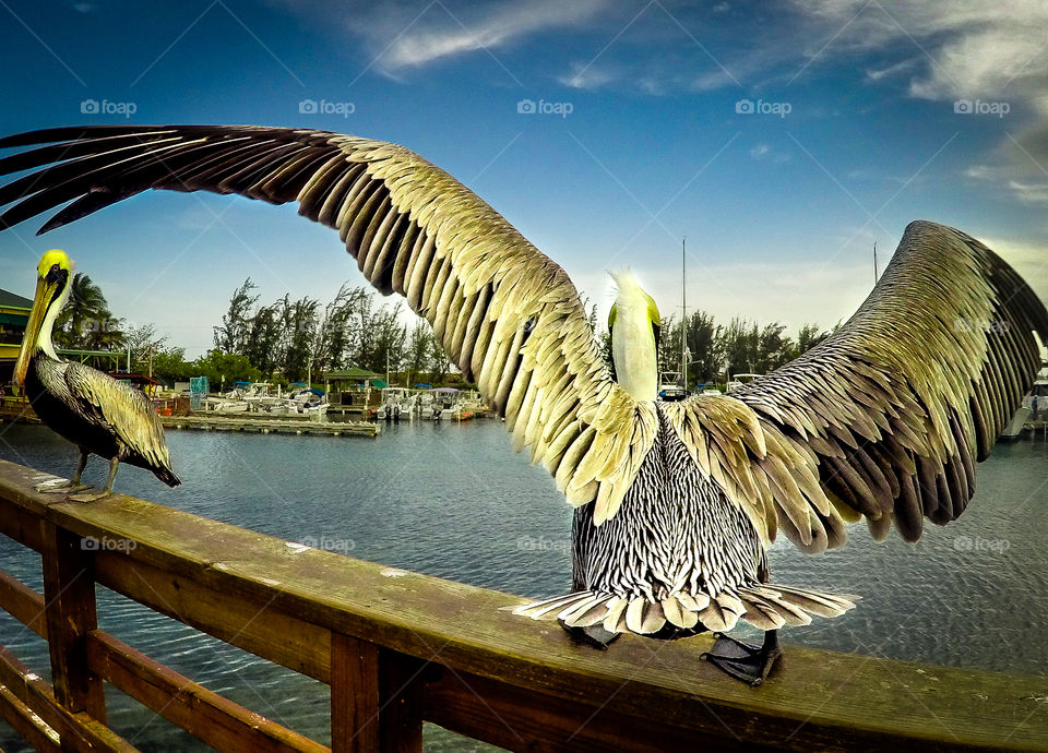 Pelican at the Bay