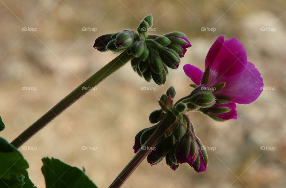 Closeup of green clusters of geranium buds await blooming.  A red flower.  Bokeh background 