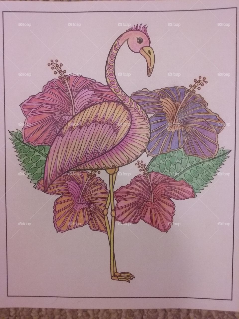 flamingo, i colored