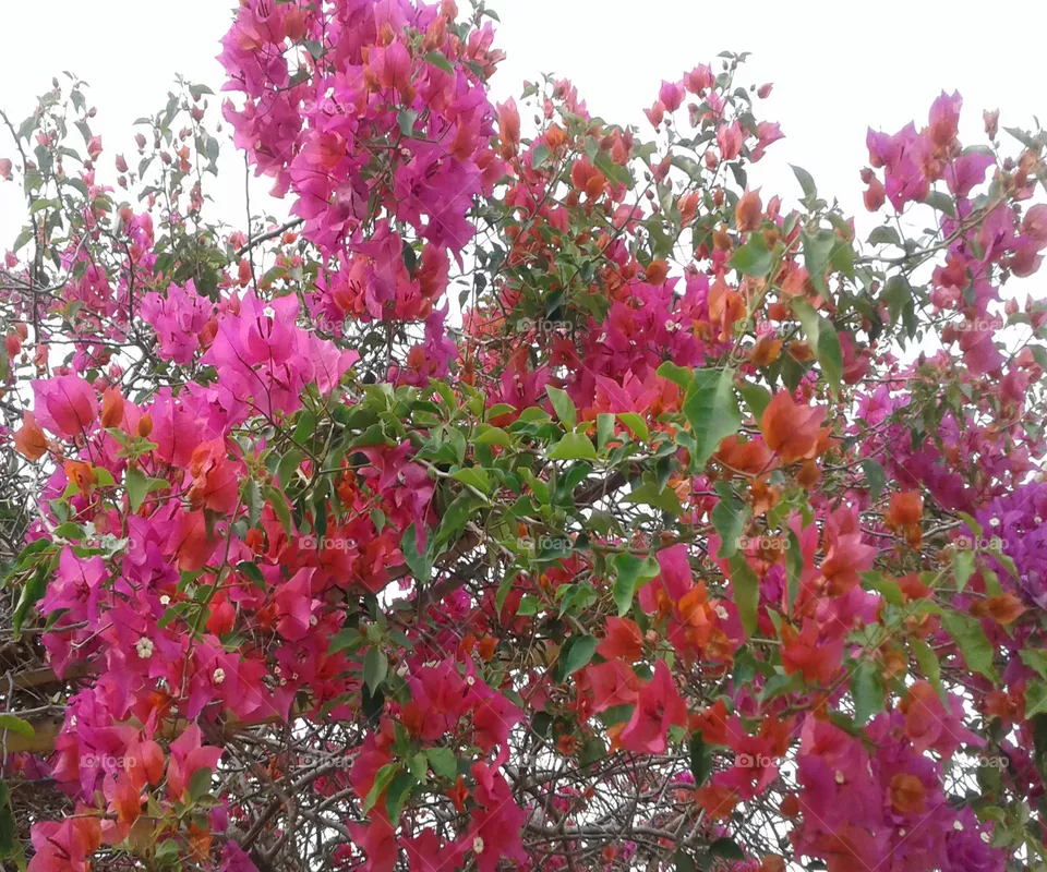 Multicolour flowers
