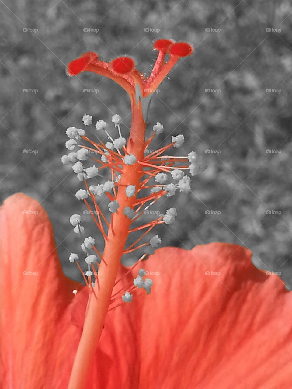 coral hibiscus
