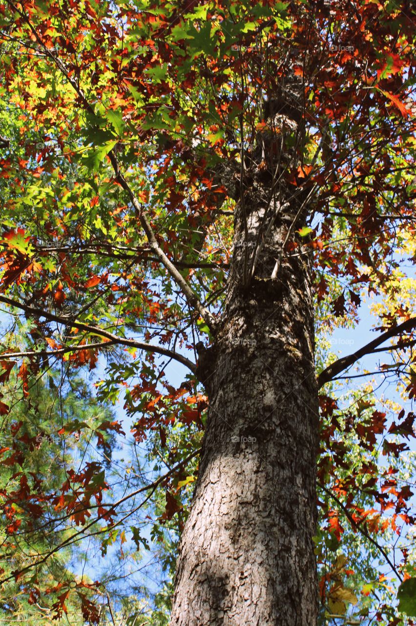 Tree in Northeast Pennsylvania with leaves turning green to a deep red