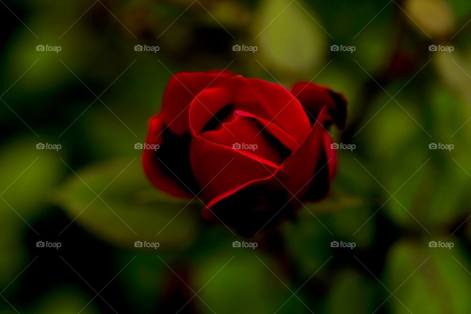 Roses,red rose, flowers