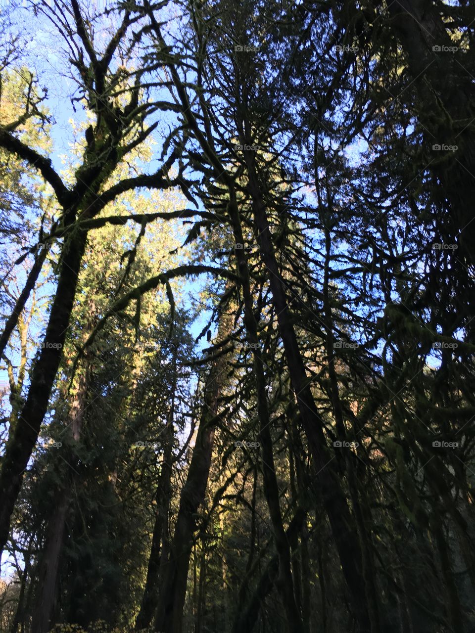 Goldstream provincial park , BC 