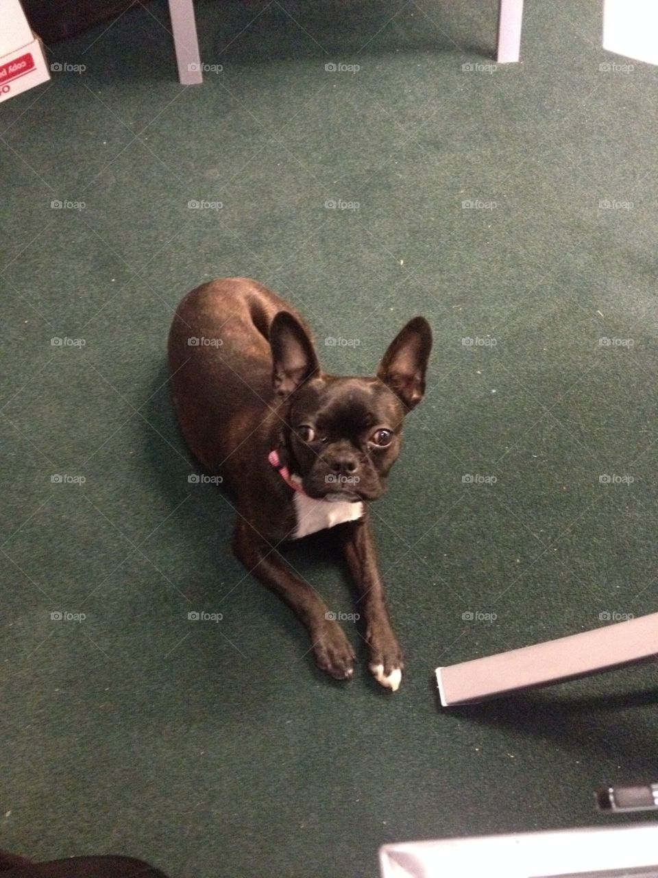 Office Mascot. Meet Norman, he is an amazing little dog with a great personality. 