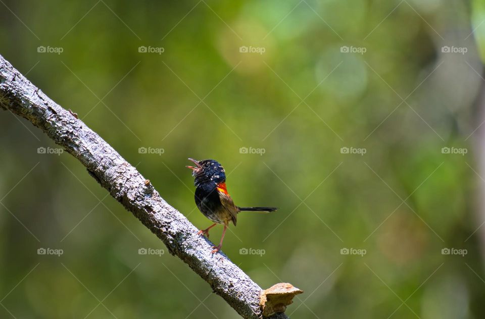 red-backed fairywren is a species of passerine bird in the Australasian