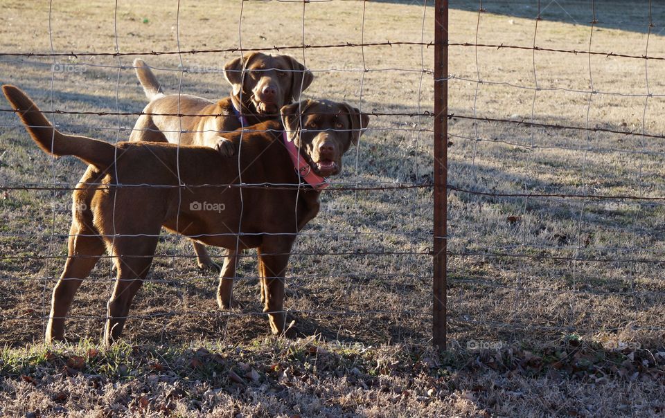 Dog BFFs