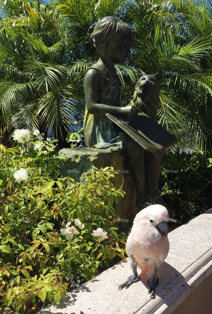 Coldstone Parrot - Torrance