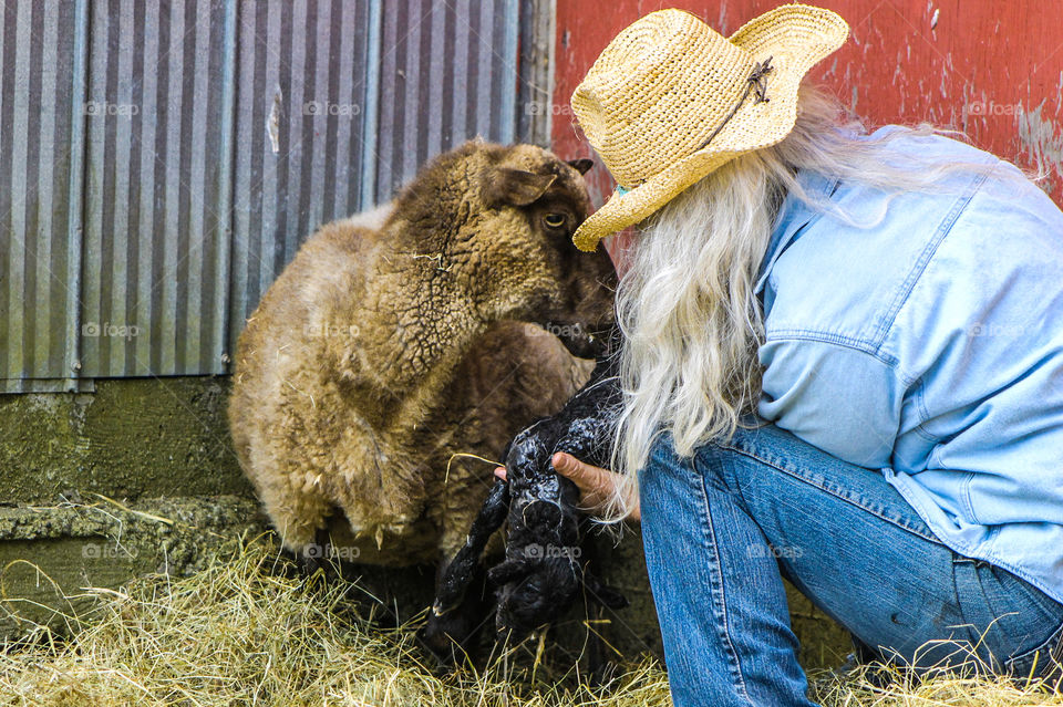 This ewe had difficulty delivering her lamb so the farmer helped her along. The ewe was not at all upset & seemed grateful for the assistance. The little black lamb was up and wobbling around within minutes & the ewe delivered two more by herself. 🐑