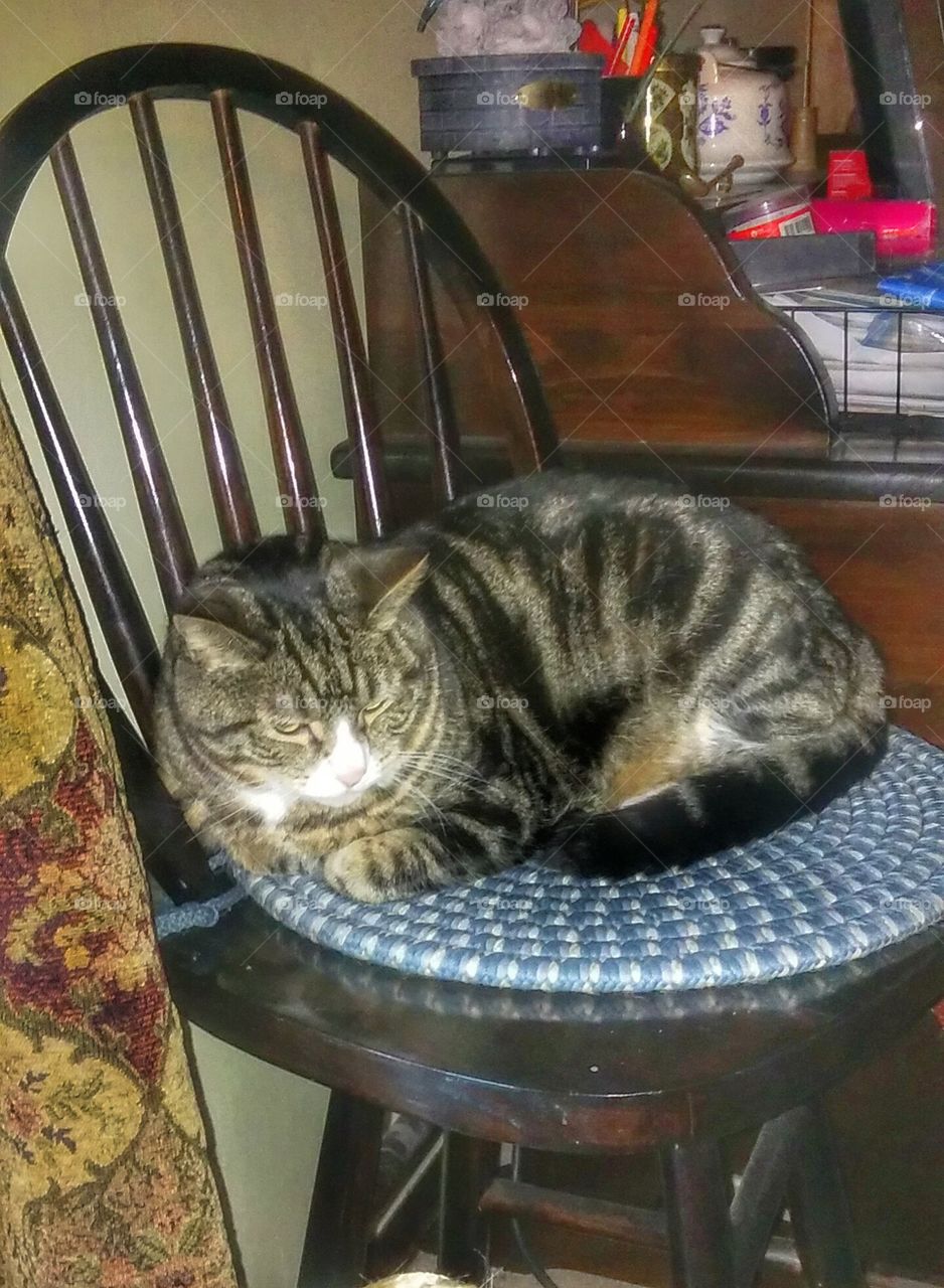 Louie boy. my cat Louie curled up in this stool was just so darn cute.