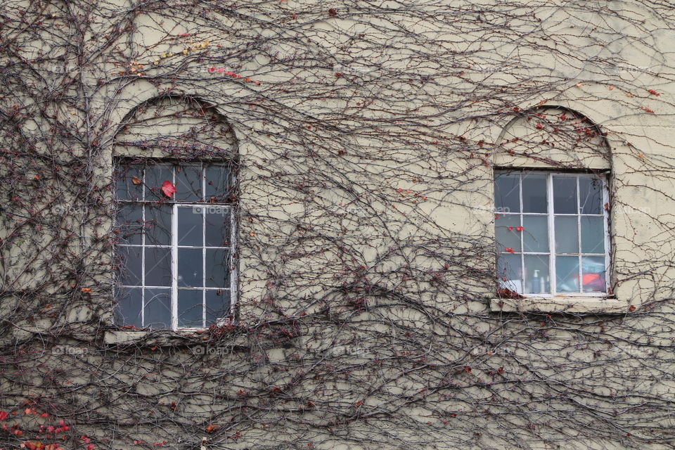 Vine window