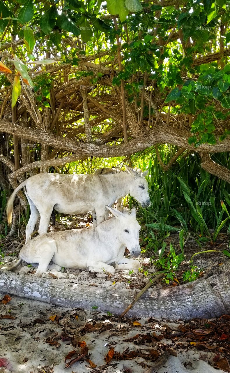 two donkeys