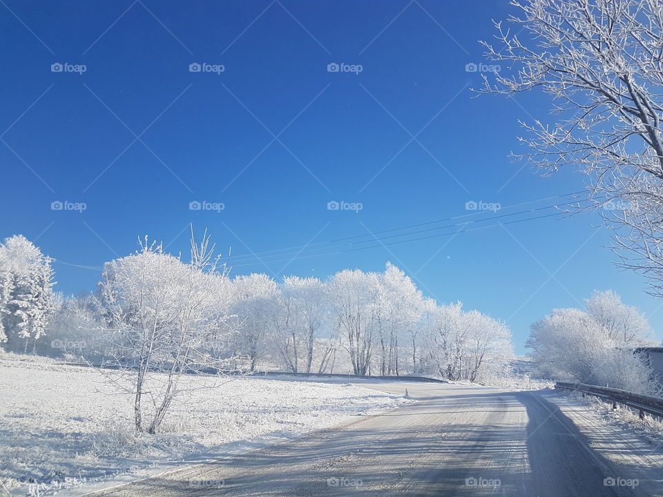 Winter forest landscape