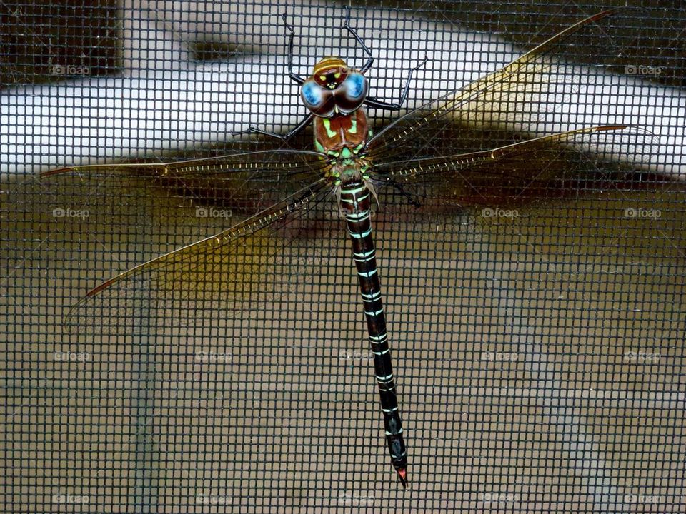 Big blue eyes, dragonfly. 